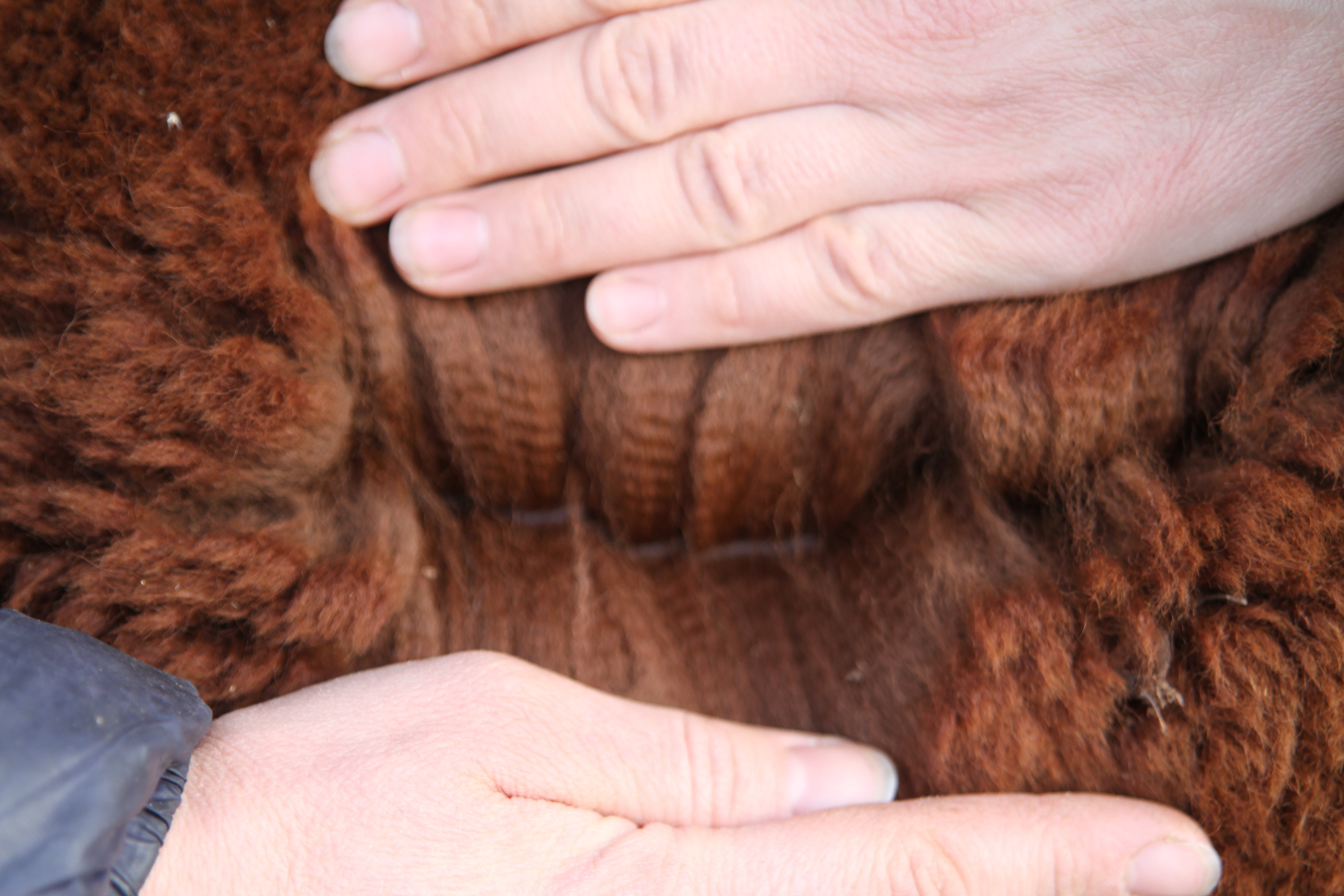 Tamsiai rudi alpakų vilnos siūlai