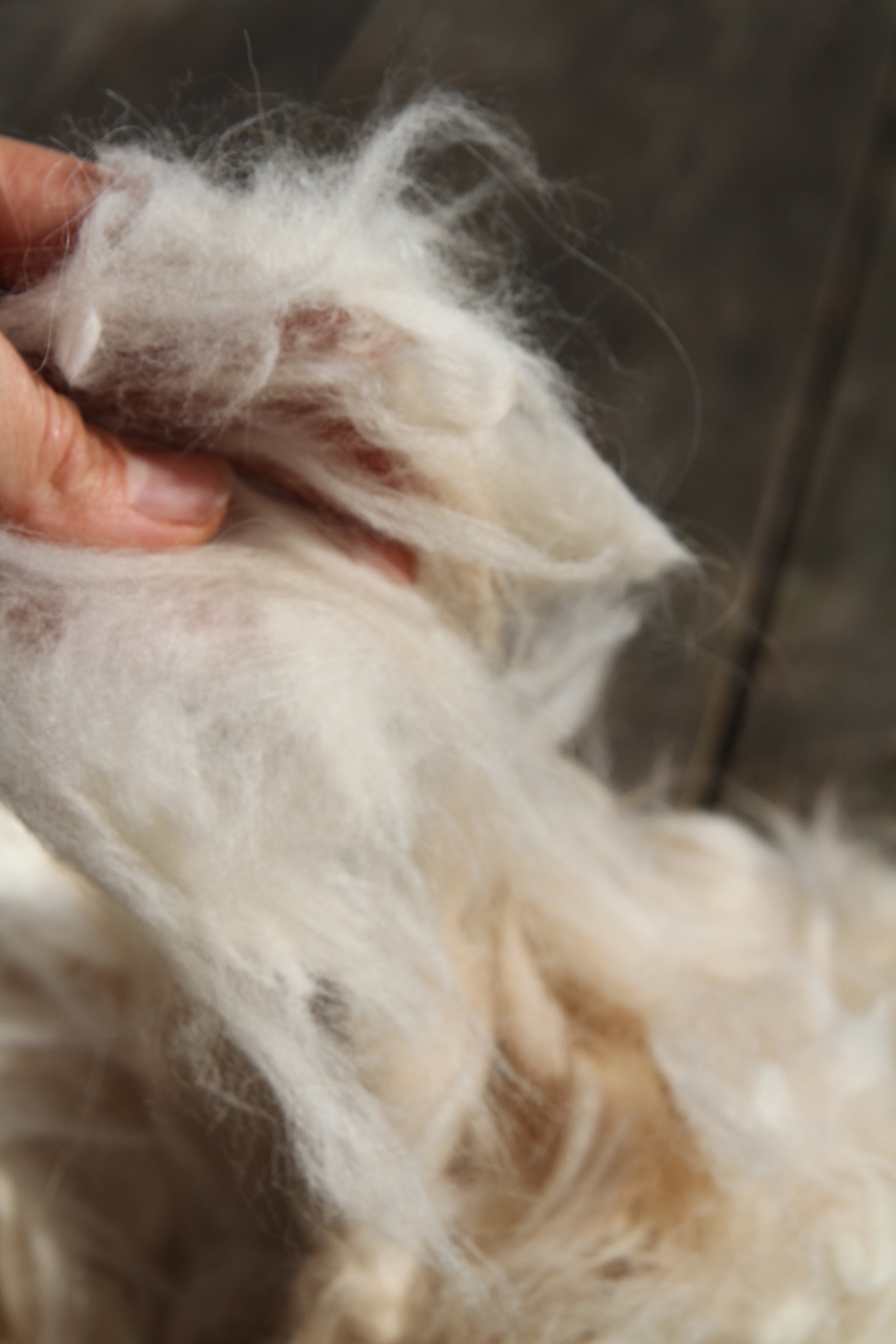 Smėlinis angoros pluoštas – 50 g - Nemuno alpakos