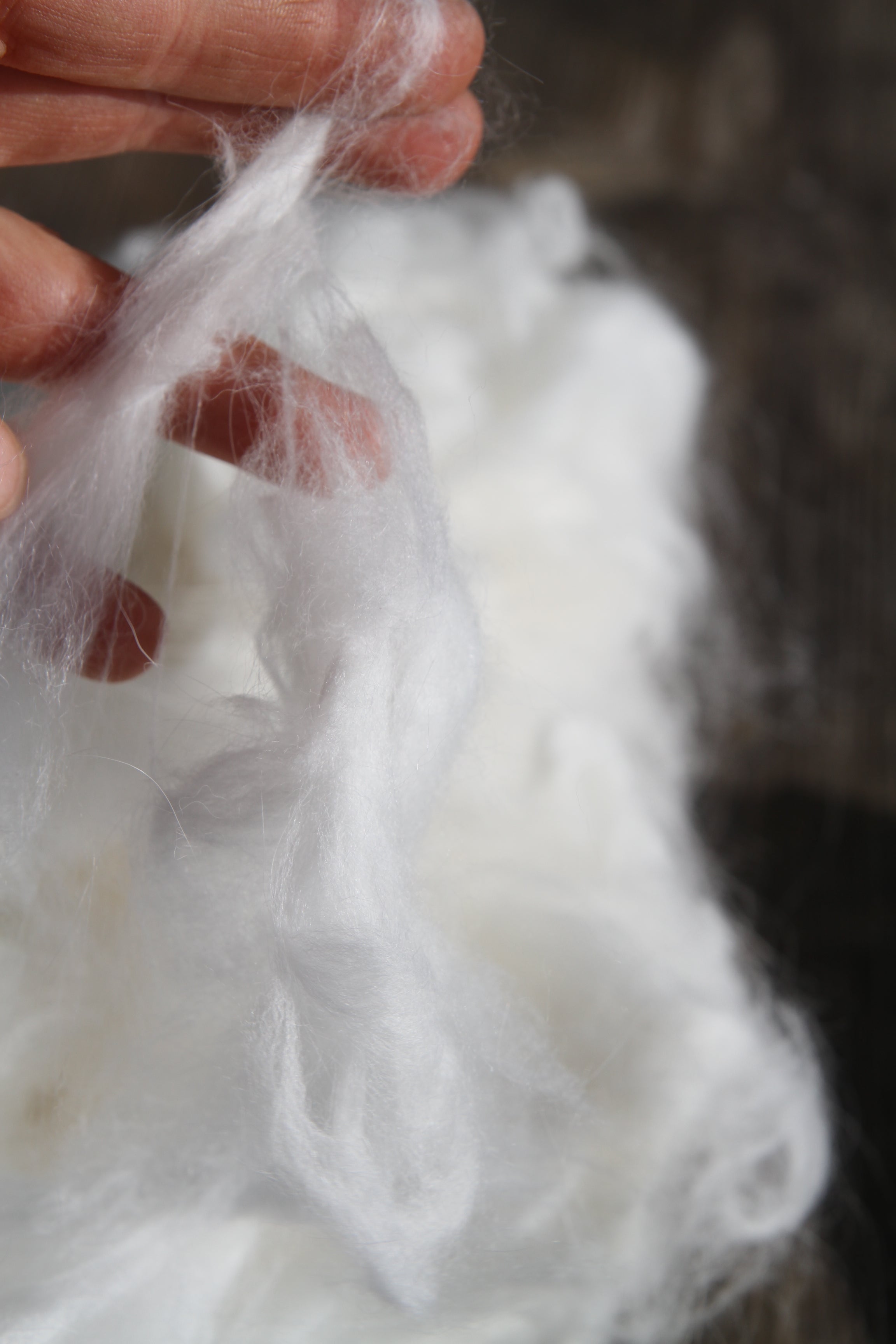 Baltas angoros pluoštas – 50 g - Nemuno alpakos